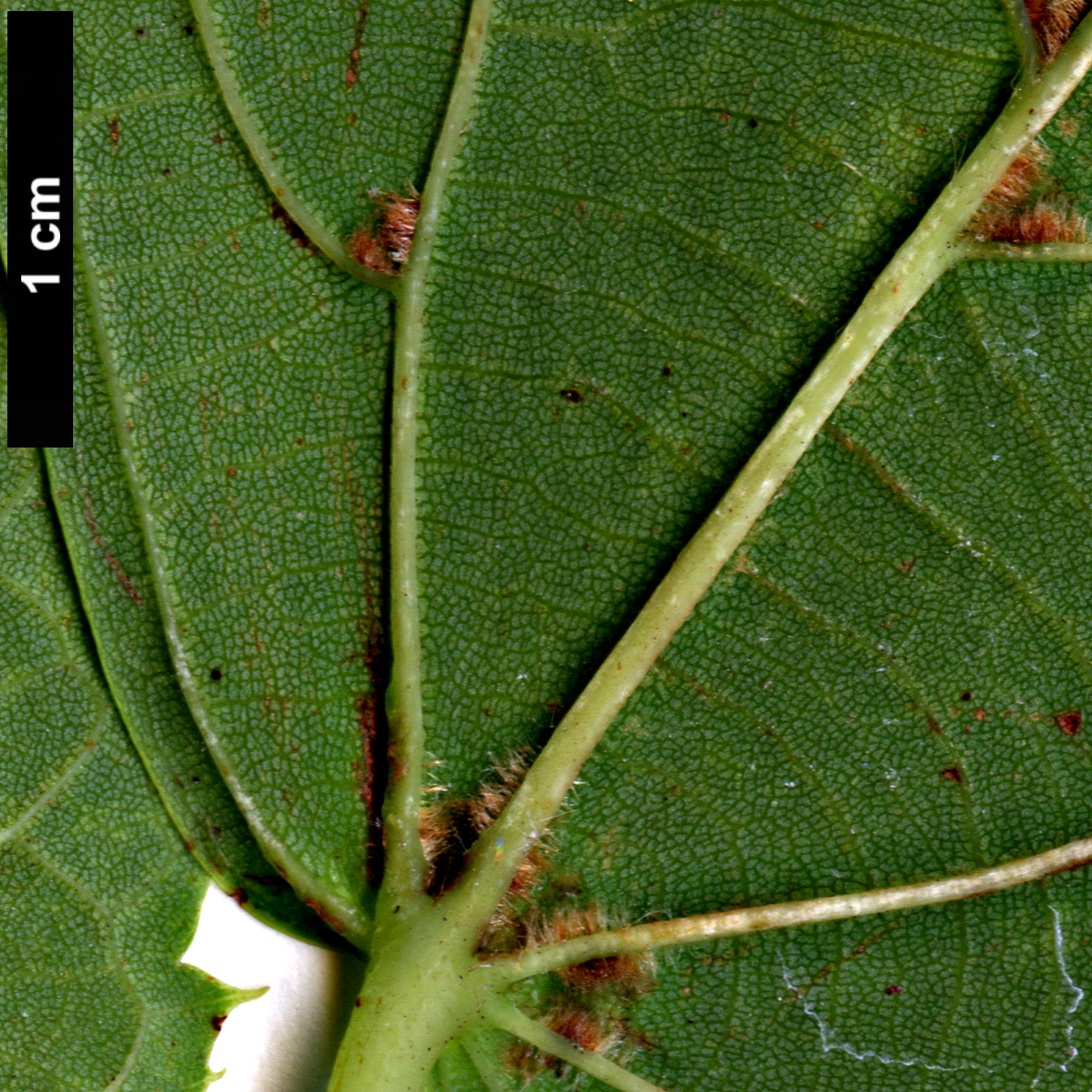 High resolution image: Family: Malvaceae - Genus: Tilia - Taxon: dasystyla - SpeciesSub: subsp. caucasica